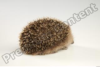 Hedgehog - Erinaceus europaeus  0029